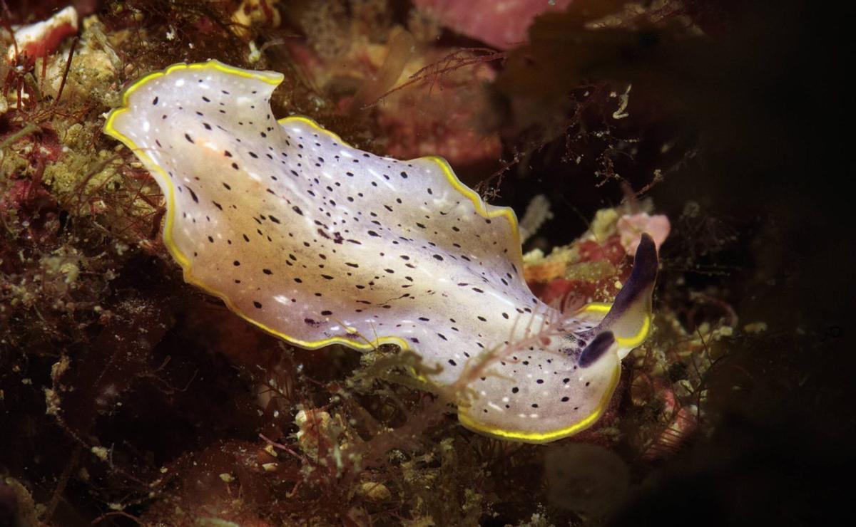 La planaria de los puntos negros
