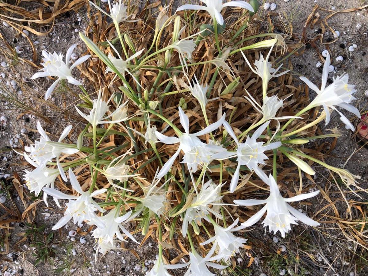 Ein Bild der geschützten Strandlilien in s'Albufereta