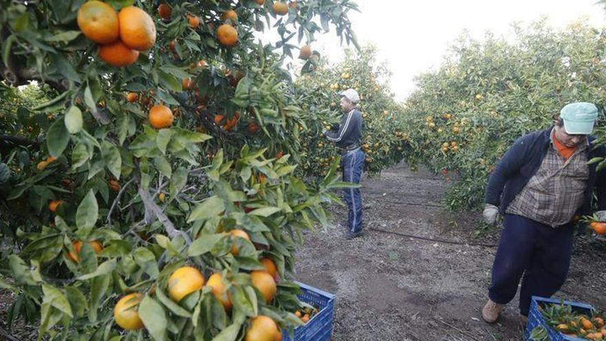 Dudas por el tratamiento ante la plaga de &#039;cotonet&#039;