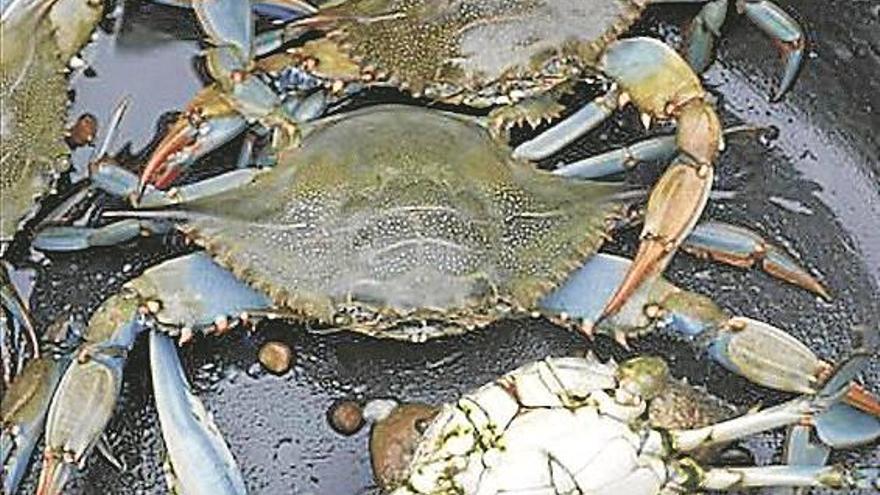Un método selectivo para la pesca del cangrejo azul