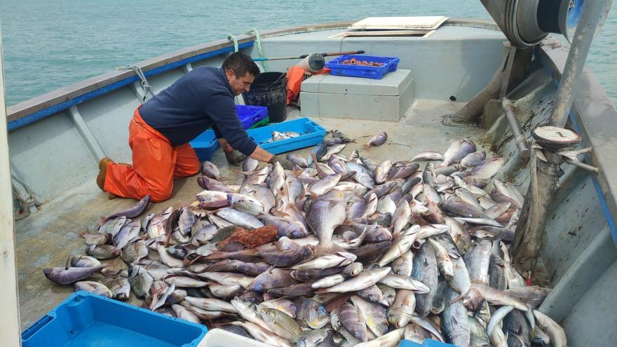 El Campello reduce en un 20% sus capturas y los pescadores lo atribuyen al calentamiento del mar