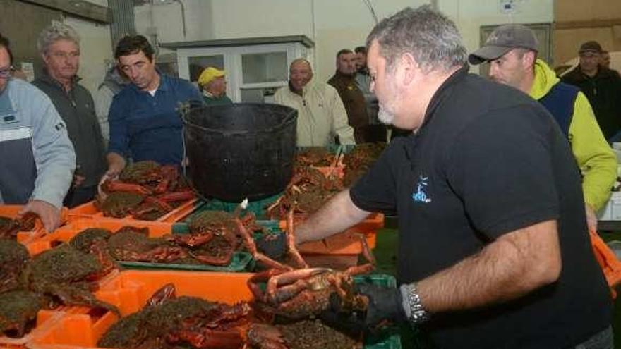 Subasta de centolla en una lonja gallega.