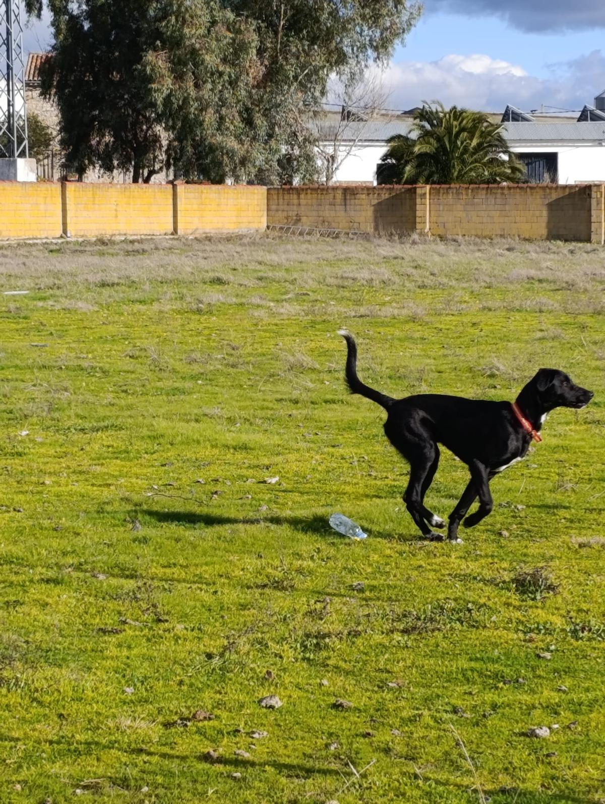Galería | Así es Boss, el perro perdido en el entorno de Aliseda Galería | Así es Boss, el perro perdido en el entorno de Aliseda