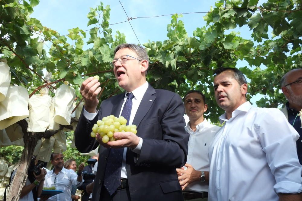 Ximo Puig corta el primer racimo de uva de mesa