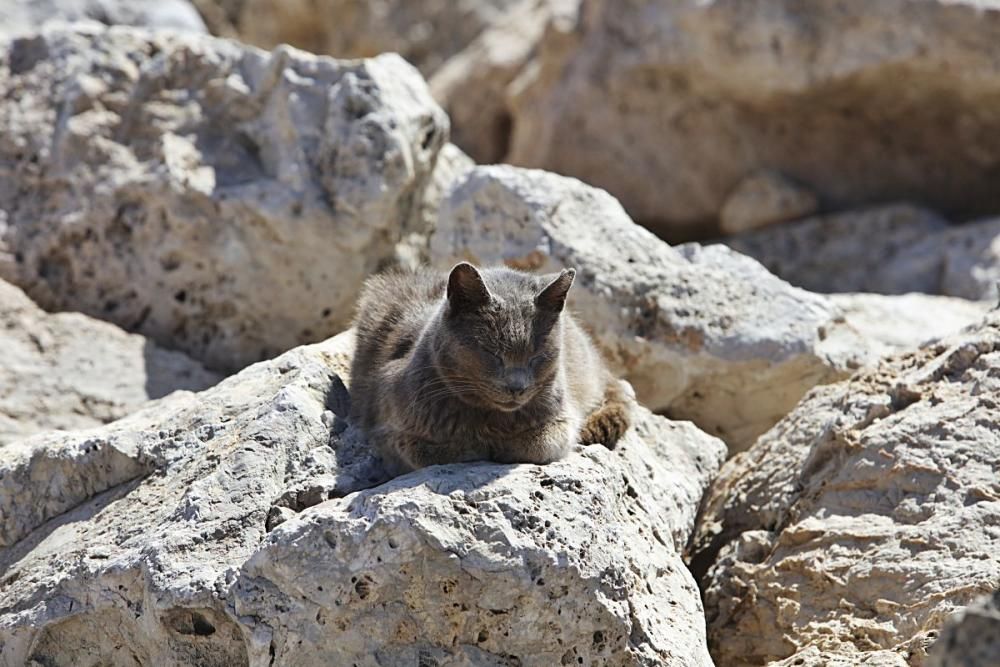 Die Katzen an Palmas Stadtstrand fristen ein trauriges Dasein.