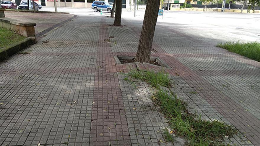 El PP denuncia la proliferación de hierbas en calles y caminos de las barriadas