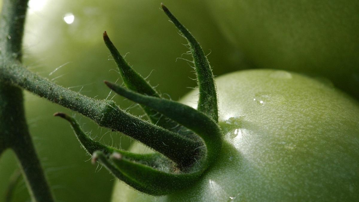 Unión de Uniones pide que la relación comercial con los productos hortícolas del Sahara Occidental se trate con el pueblo saharaui y no con Marruecos.