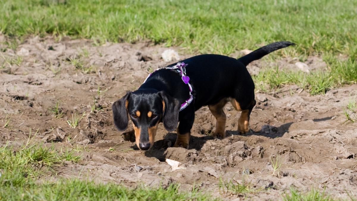 Dachshund: una de las mejores razas de perros de caza menor
