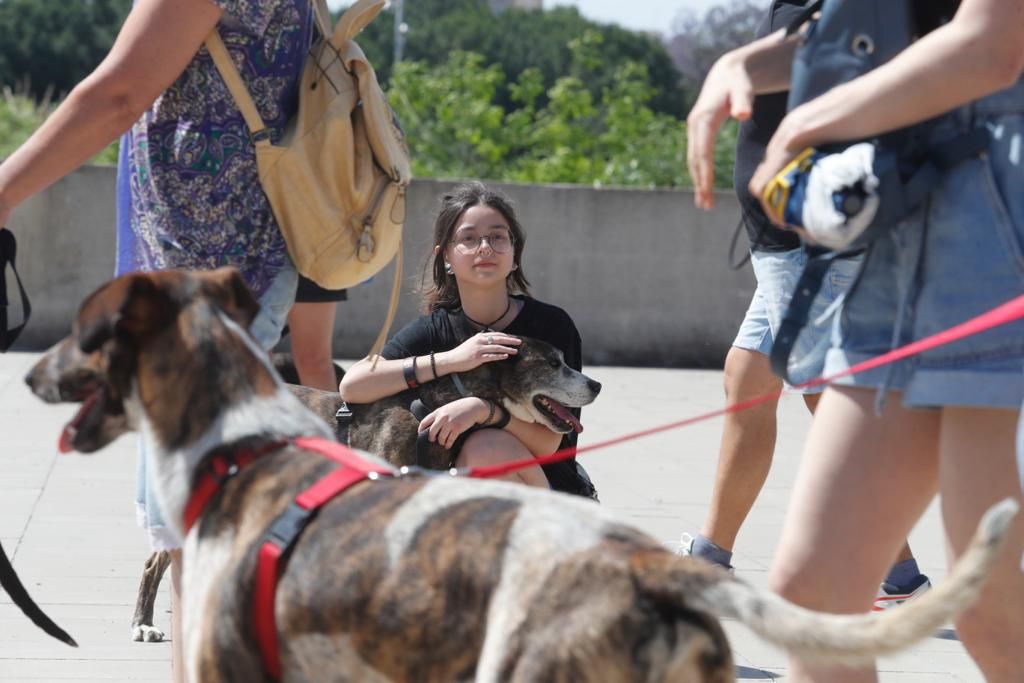 Pasarela de perros de adopción en Bioparc