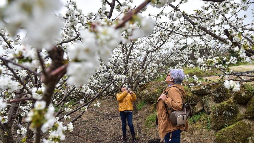 El Cerezo en Flor del Jerte ya tiene fechas: del 22 de marzo al 7 de abril