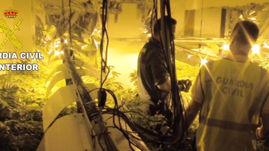 Dos detenidos por cultivar más de 3.000 plantas de marihuana en Vinaròs