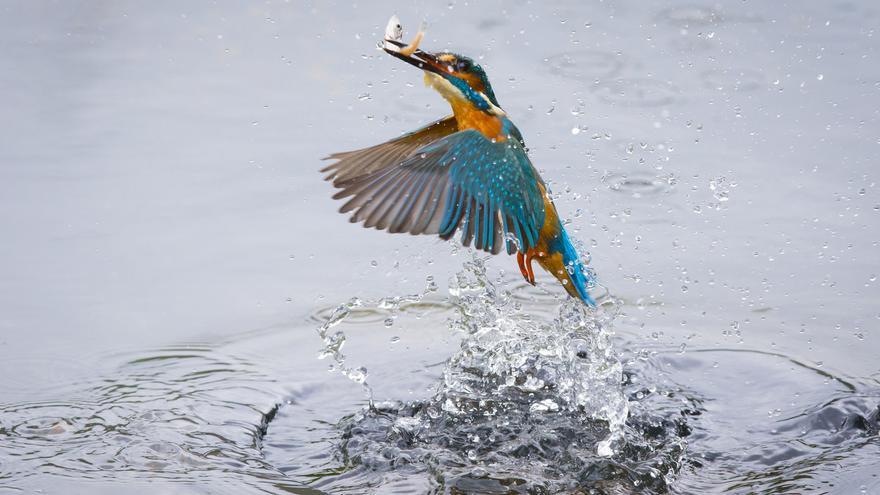 Las aves disminuyen un 17% en pastizales y un 14% en medios urbanos en España