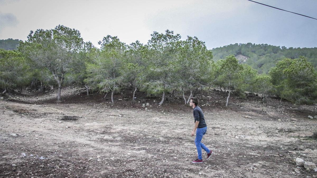 Pinada de la Sierra de Benejúzar, en la que está previsto que se ubiquen los apoyos de un tendido eléctrico de alta tensión