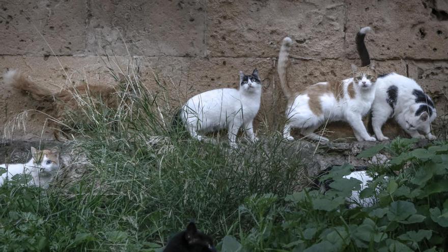 El Consell destina 244.000 euros a municipios para  el control de gatos asilvestrados