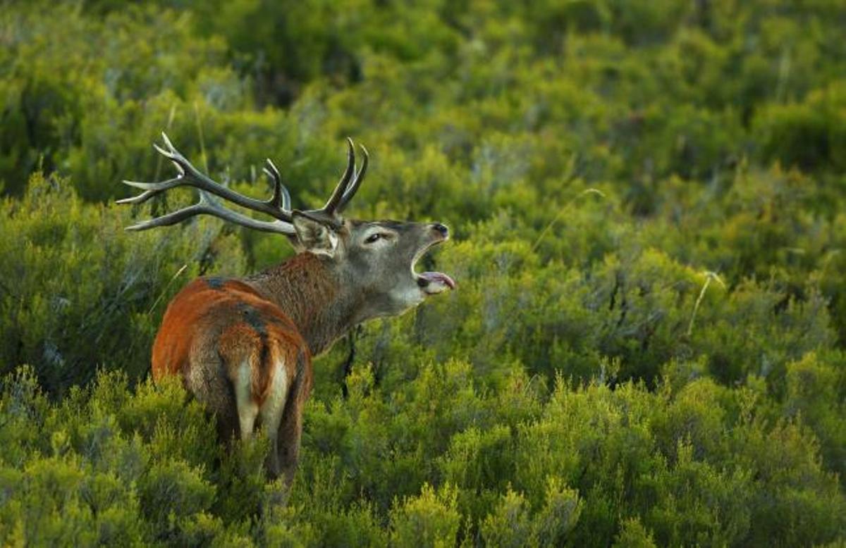 Fotografía de la berrea, participante en una edición pasada del Memorial «María Luisa».