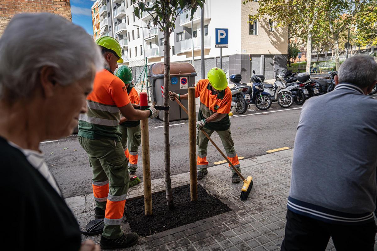 Operarios trasplantan un árbol en la calle Muntanya de L'Hospitalet de Llobregat.