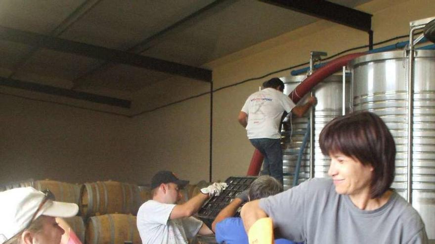 Selección de uvas en una bodega de Zamora durante la vendimia que está finalizando.