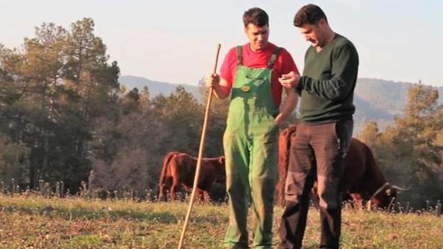 Dos ramaders solsonins creen una aplicació per gestionar els ramats de vaques
