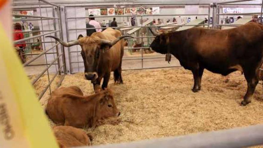 Perla, propiedad de la ganadería Cimadevila, fue designada mejor vaca vianesa de la feria.