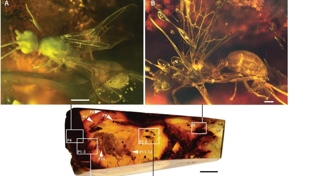 Imagen de la pieza de ámbar con los insectos