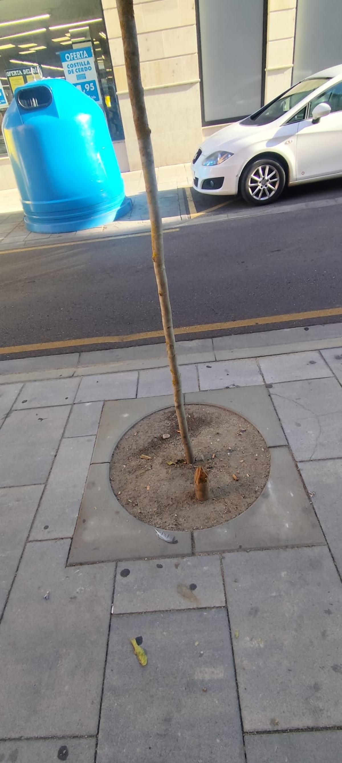 Tocón en la calle Luis Ulloa Pereira.