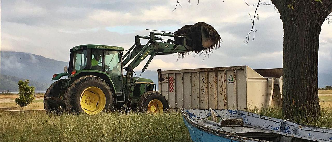 Un tractor deposita en un contenedor las algas recogidas en la playa de Cesantes. |   // FDV