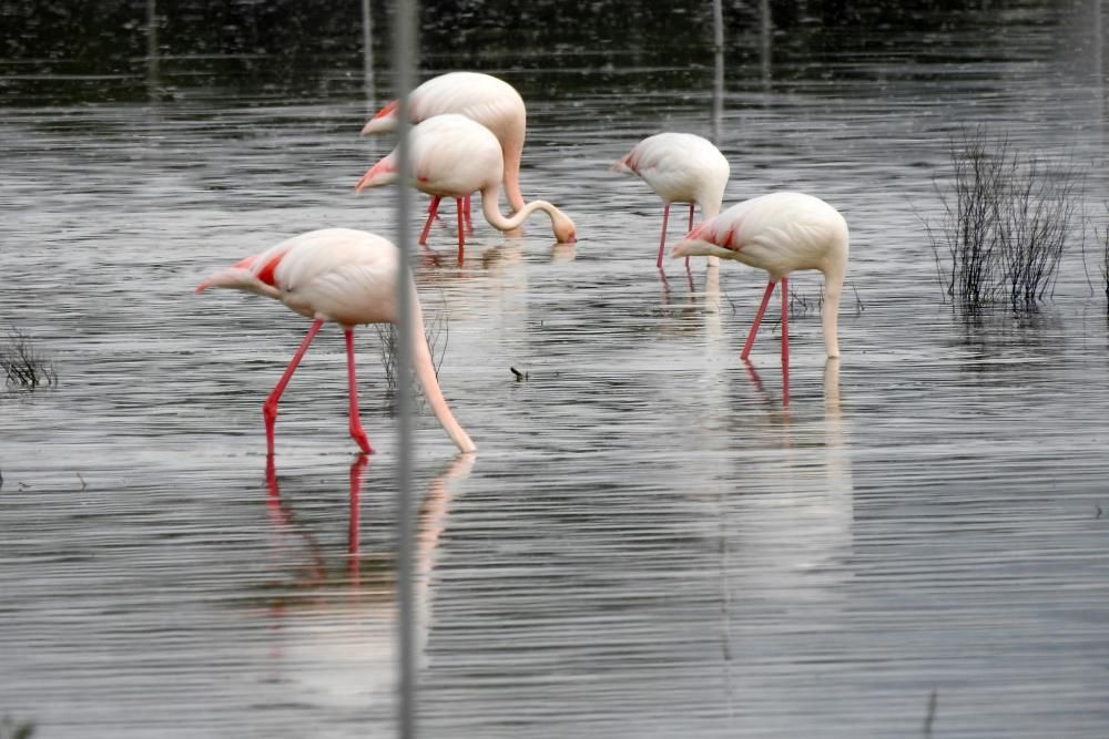 Flamencos y todo tipo de aves en la Laguna de Villena