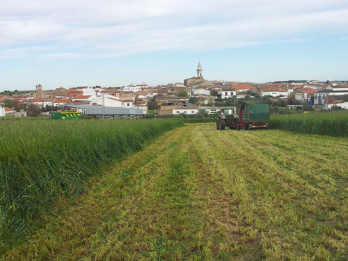 Dos Torres,Córdoba