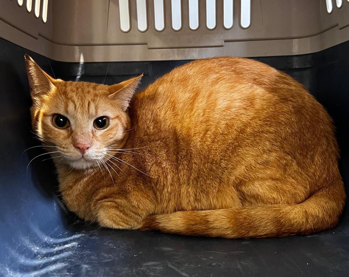 Uno de los gastos del Albergue de Animales.