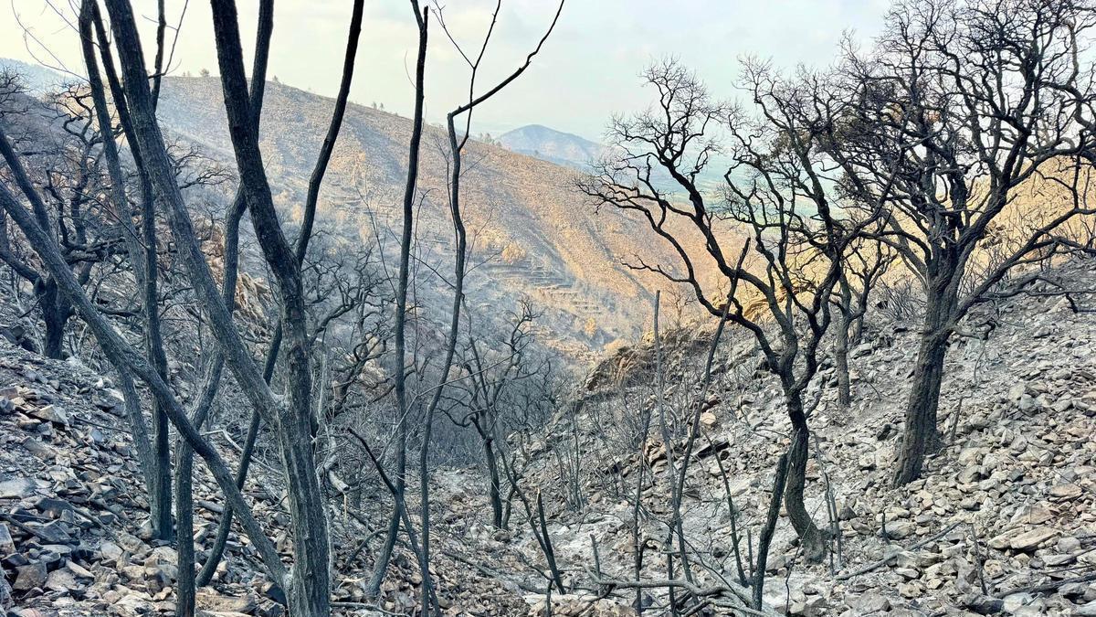 La devastación provocada por el incendio forestal en la Serra d'Espadà demanda una respuesta conjunta y coordinada.