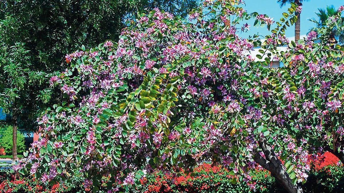 La Bauhinia Variegata, más conocida como árbol orquídea.