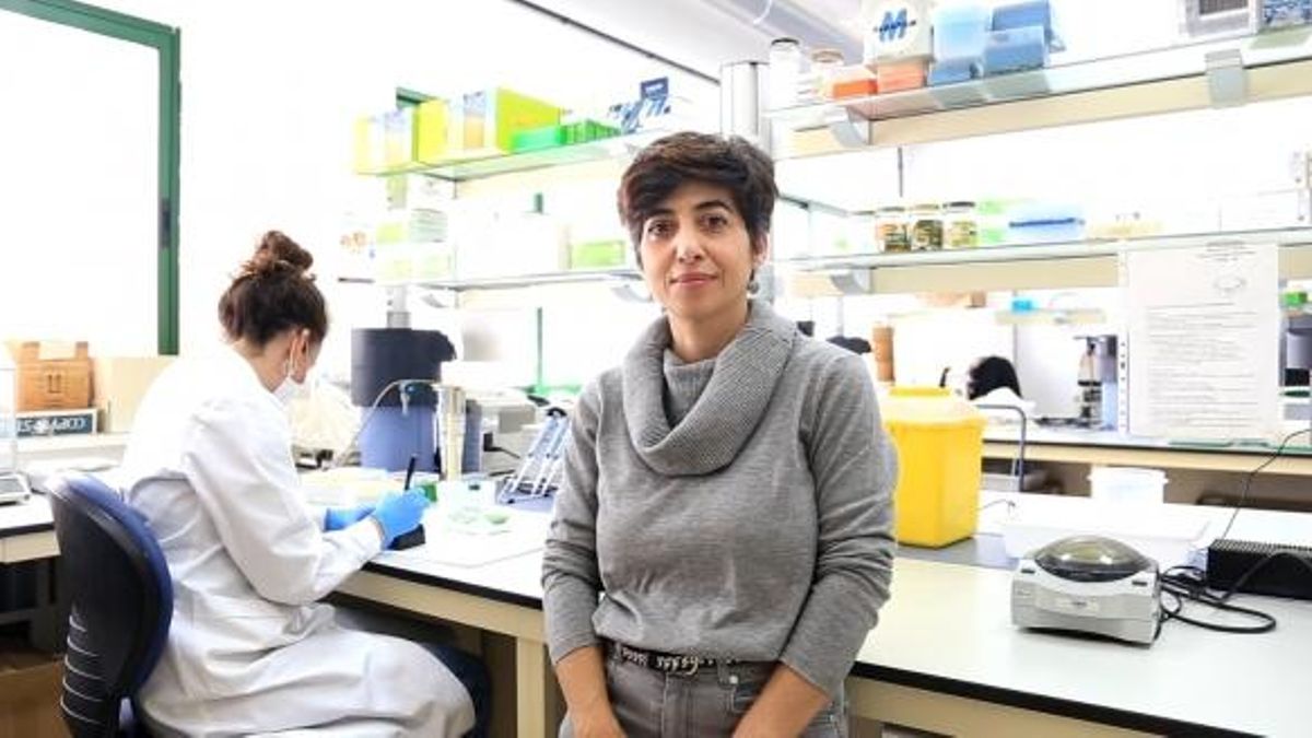 Buscan una fase juvenil del olivo más corta.