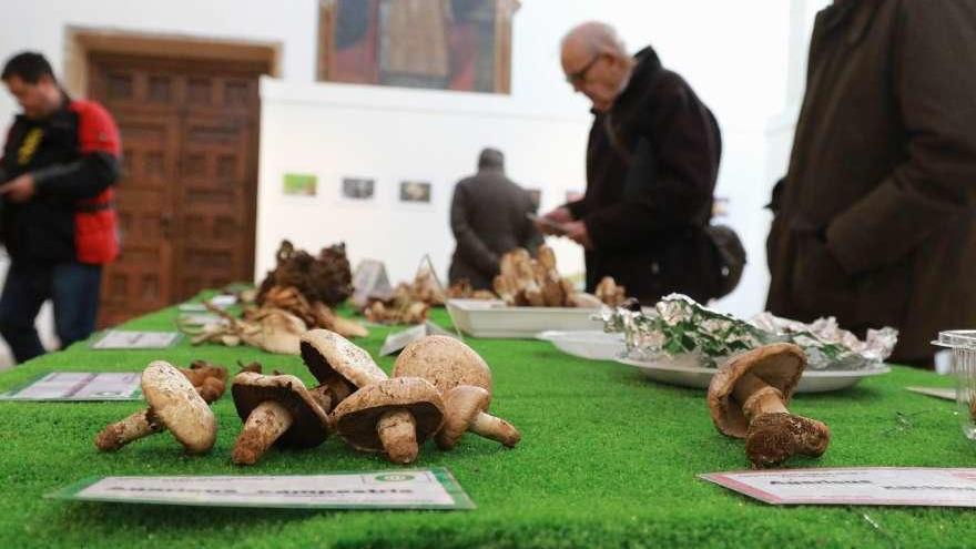 Exposición micológica del año pasado en Zamora.