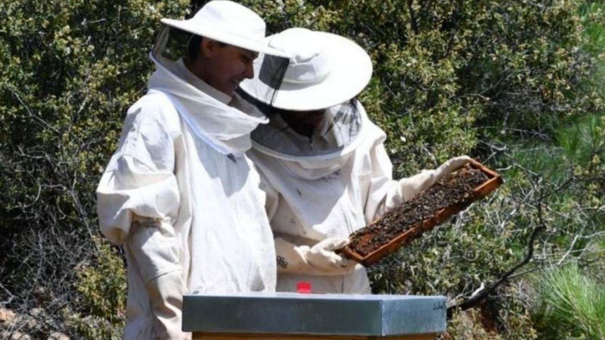 Recovery of Apiculture in Tenerife After Two Devastating Years