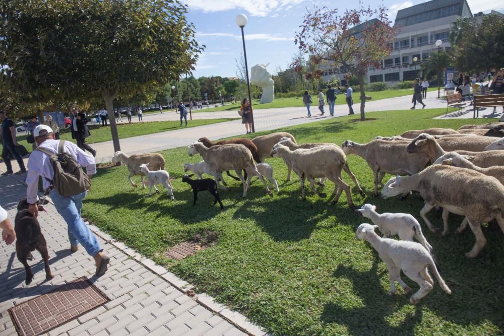 Ovejas por la Universidad