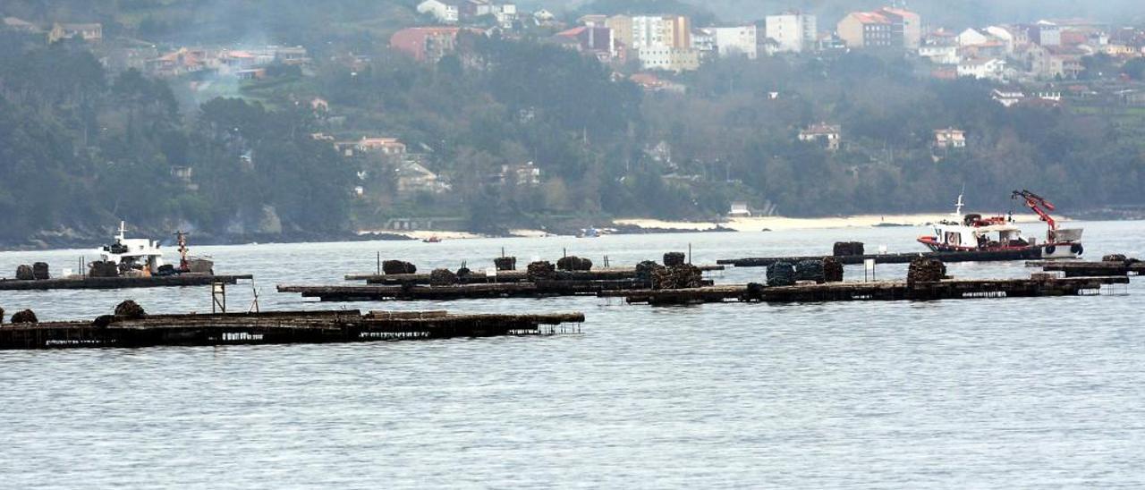 Un grupo de bateas ante la costa de Poio. // R. Vázquez