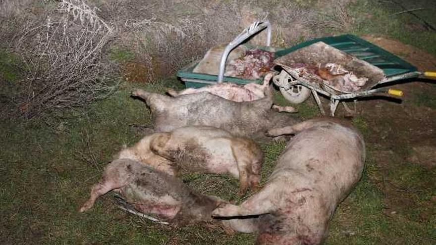 Los cebones muertos en torno al contenedor de cadáveres de una explotación porcina en Villaralbo
