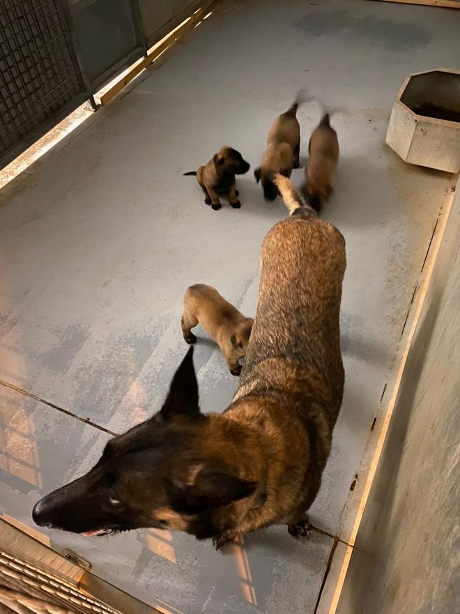 Los nuevos cachorros policía de Santa Cruz