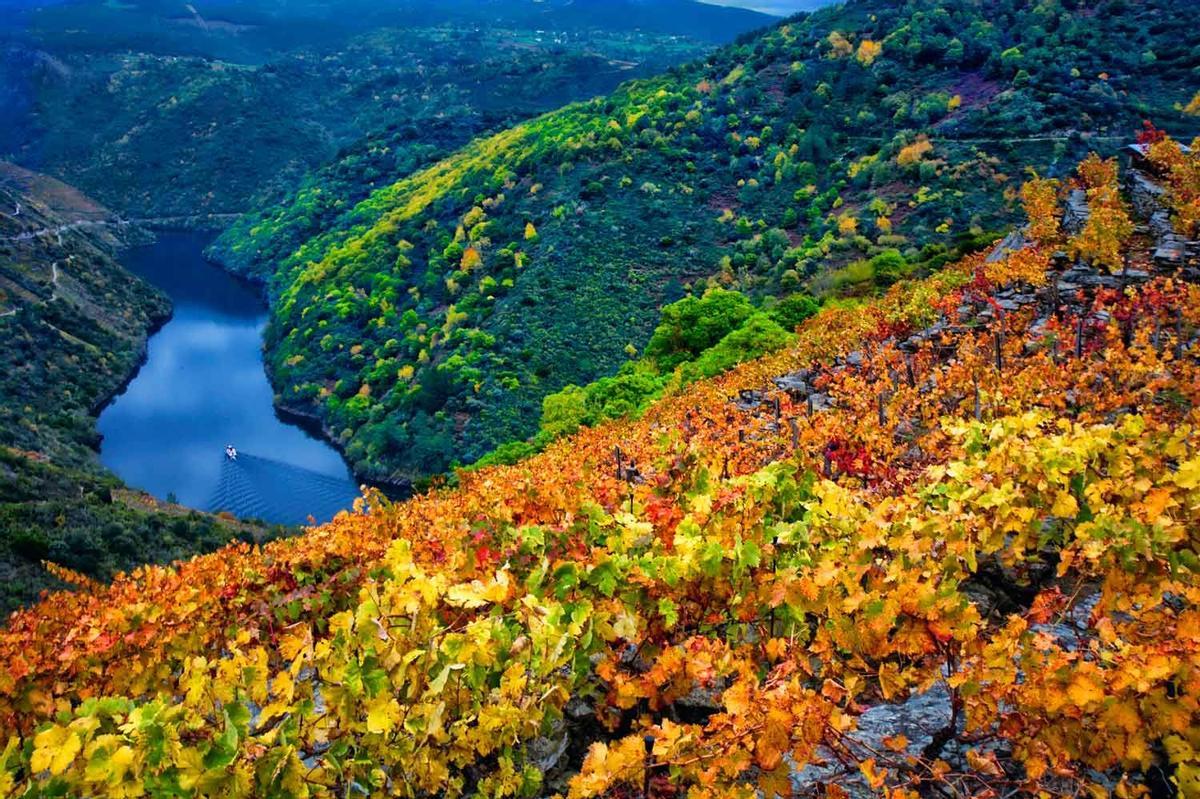 Viñedos en Ribeira Sacra