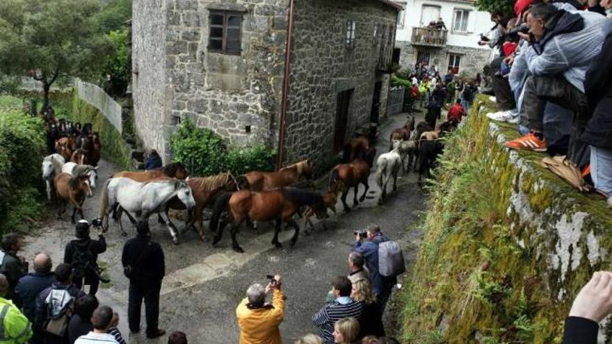 Llegada de los caballos de O Santo a Sabucedo durante la última Rapa das Bestas.  // Bernabé/Suso Redondo