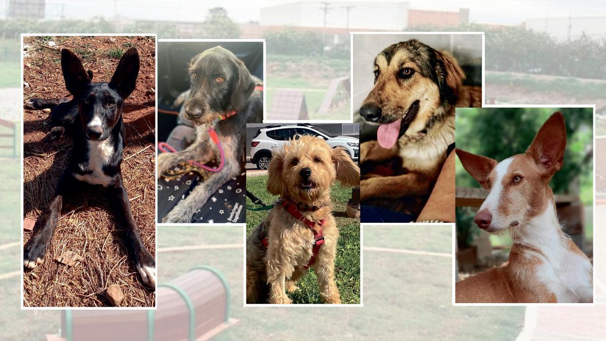 Algunos de los perros que buscan una familia este fin de semana en Benicàssim.