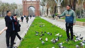Les pipes per a aus embruten el passeig de Lluís Companys