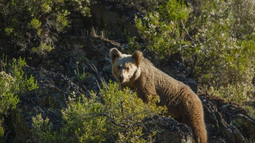 Un dispositivo de búsqueda trata de capturar un oso herido en Cantabria