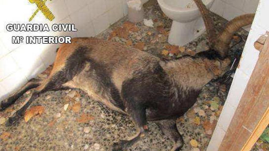 La Guardia Civil halla trofeos de cabra hispánica en baños públicos de Catí