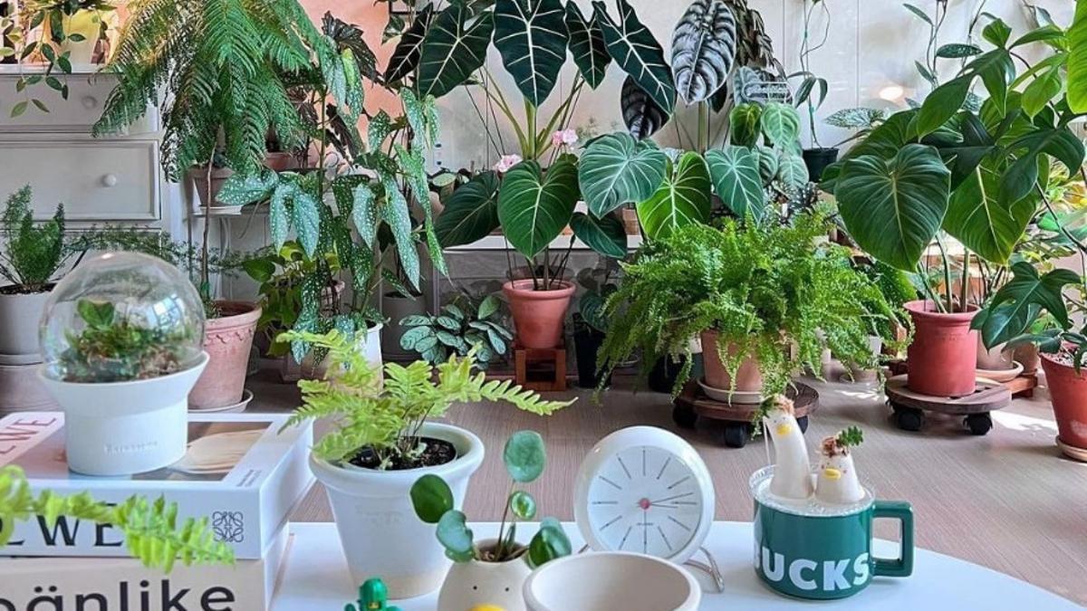 El magnate francés de lo verde, Plantes pour tous, aterriza este fin de semana en Barcelona.