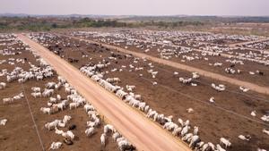 Ganado vacuno en terrenos arrebatados a la selva brasileña
