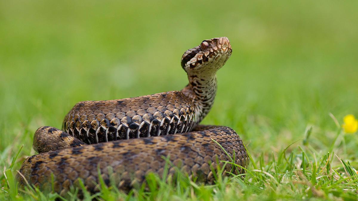 Ejemplar de víbora cantábrica.