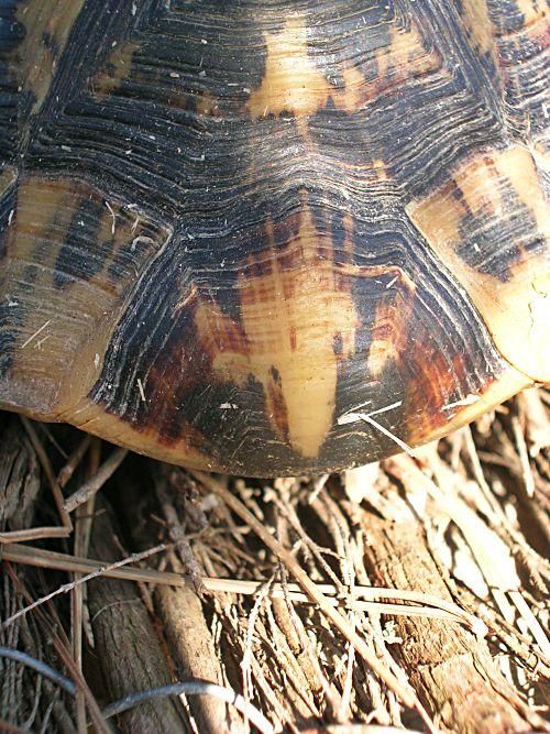 Mallorcas Schildkröten