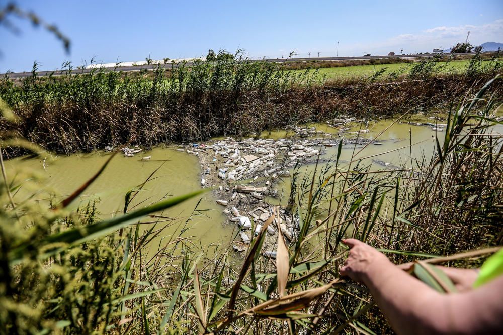 Aspecto que presenta ahora la desembocadura del Segura con miles de plásticos flotantes