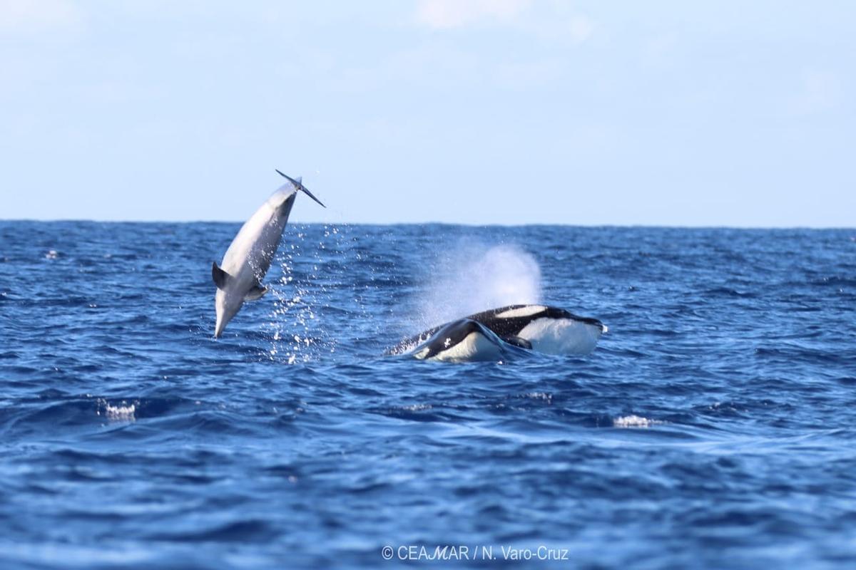 Avistamiento de orcas a unas tres millas de El Hierro